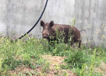 Agricoltura polesana e animali selvatici: 115 denunce