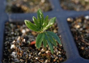 La biodiversità ha bisogno di piante che non ci sono