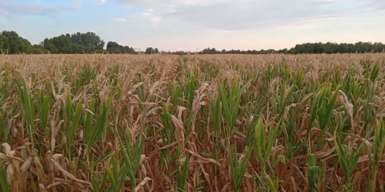Siccità: crollo per mais e soia