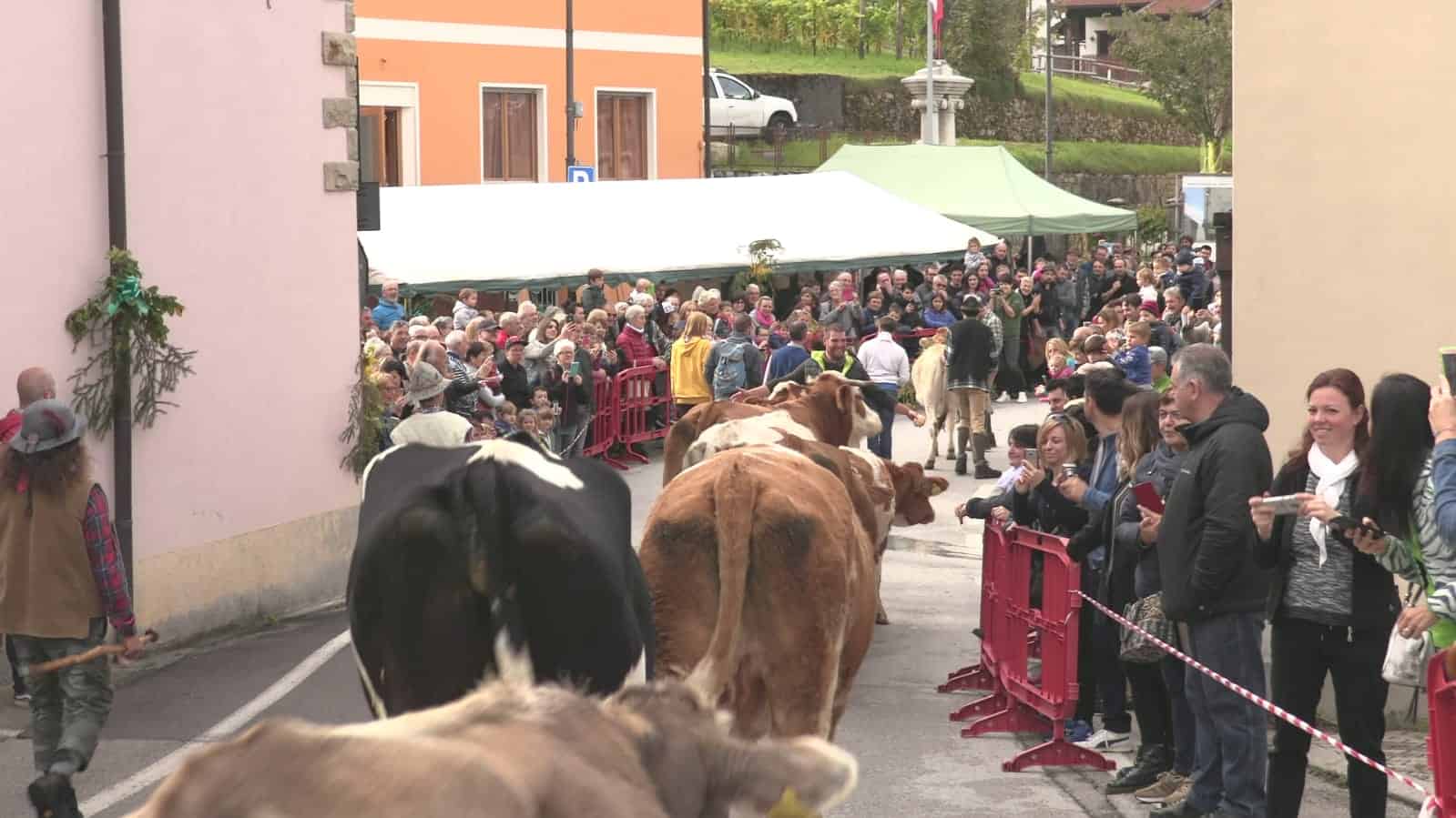 Chies, la montagna che resiste
