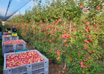Raccolto delle mele buono ma mercato incerto