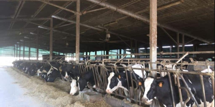 Allevamenti stritolati dai costi di produzione