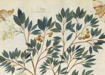 Giardini e virtù medicinali: la bellezza della Marciana