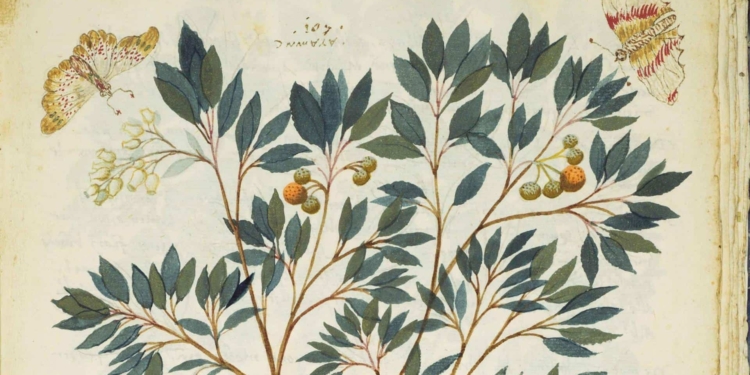 Giardini e virtù medicinali: la bellezza della Marciana