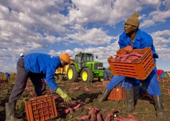 Servono immigrati per l’agricoltura ma troppa burocrazia