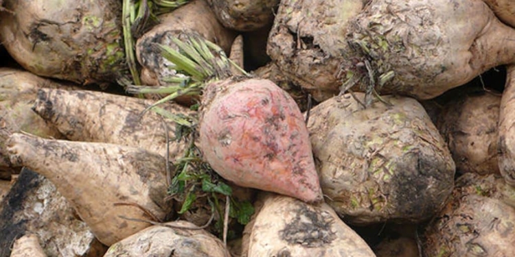 Veneto Orientale: barbabietole già quasi perdute