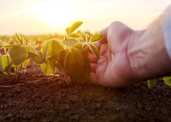 Sostenibilità in agricoltura: nessuno meglio della Marca