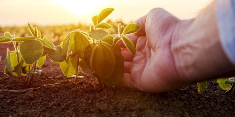 Sostenibilità in agricoltura: nessuno meglio della Marca