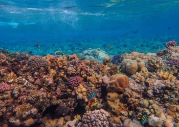 Come proteggere l’alto mare