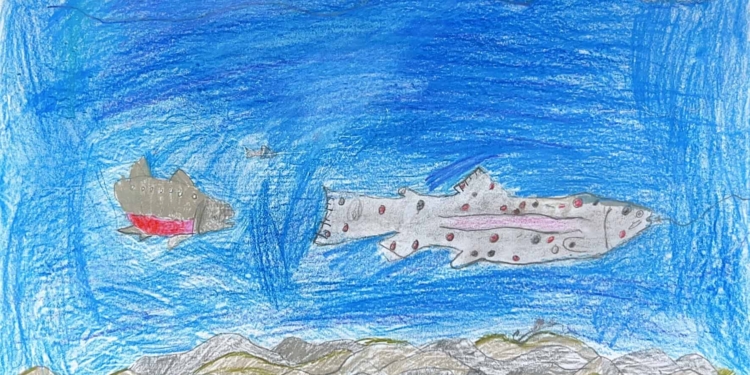 Adotta un corso d’acqua: sul tetto Auronzo e Calalzo