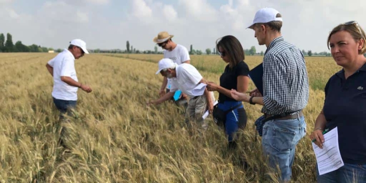 La troppa pioggia porta un nuovo nemico per il grano