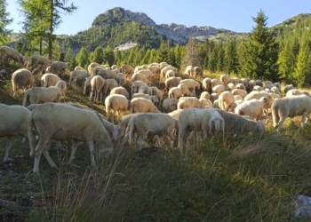 Il pastore non è una statuetta del presepe