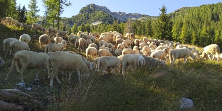 Il pastore non è una statuetta del presepe