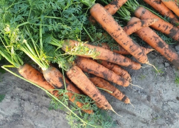 Così le carote di Chioggia conquistano i mercati europei