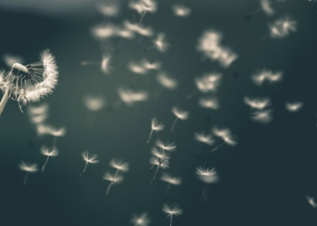 La persistenza dell’effimero