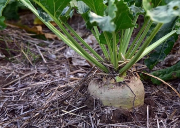 Barbabietola da zucchero: è un anno da boom