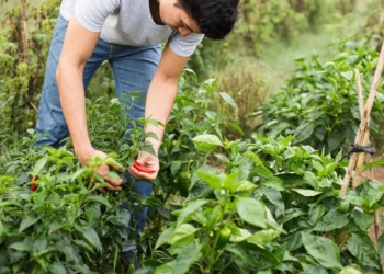 Questo clima pazzo, agricoltori attenti: per ora pochi danni