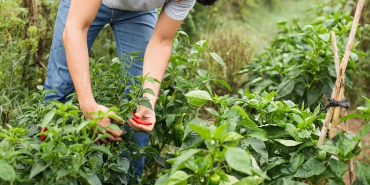 Questo clima pazzo, agricoltori attenti: per ora pochi danni