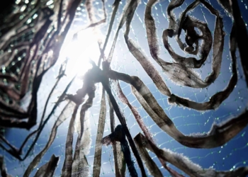 Il viaggio di Olimpia Biasi in un’aiuola di stelle