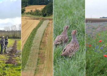 Sì al ripristino della Natura: ora l’Europa ha una legge