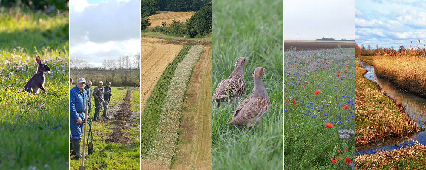 Sì al ripristino della Natura: ora l’Europa ha una legge