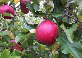 La cimice asiatica può distruggere il raccolto delle mele