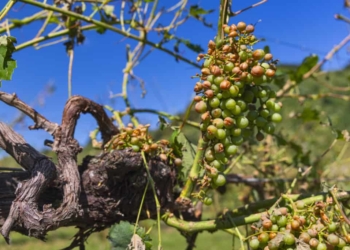 Grandinate nel 2023: agli agricoltori del Trevigiano 100 milioni