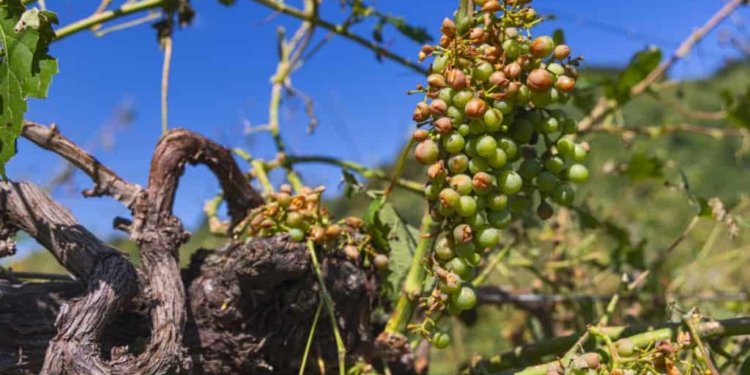 Grandinate nel 2023: agli agricoltori del Trevigiano 100 milioni