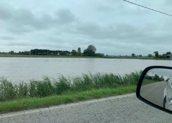 Cona: per mais e soia la pioggia fa danni per milioni di euro