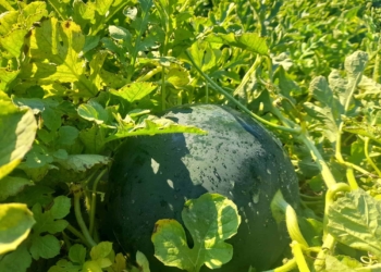 Chioggia: il troppo caldo minaccia la raccolta delle angurie