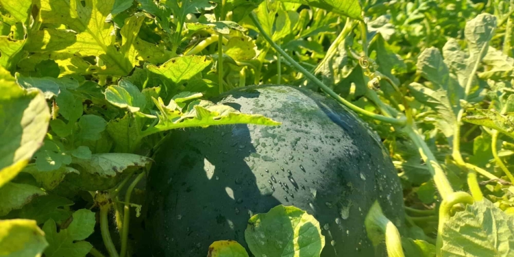 Chioggia: il troppo caldo minaccia la raccolta delle angurie