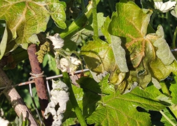 A Maserada la grandine compromette vigneti, soia e mais