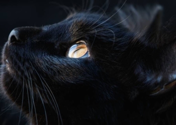 L’assassino è avvisato: la gatta ha visto tutto