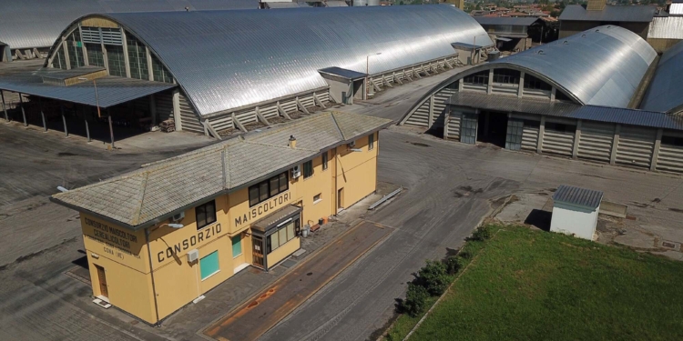 Cona: il tempo fa perdere il 30%  del mais e il 25 del frumento