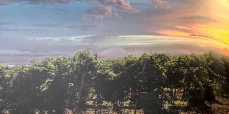 Alla scoperta della Romania tra 50 vini e 50 piatti