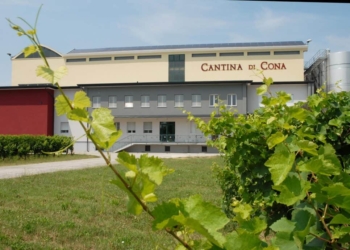 Alla Cantina di Cona 280 mila quintali di uva, cresce il Prosecco