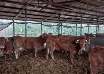 Carne: da Mira l’esempio per contrastare la grande distribuzione