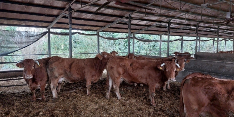 Carne: da Mira l’esempio per contrastare la grande distribuzione