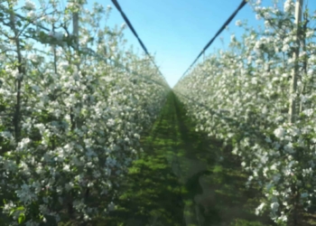 Pere: annata -40%. Colpa della cimice, ma non solo