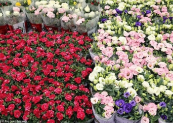 A Mirano un 25 Aprile in mezzo alla festa dei fiori