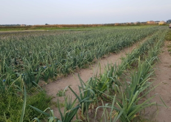 Orto Sambo, l’ azienda biologica nata per amore di Nicola