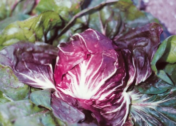 Radicchio di Chioggia: il meteo costa metà del raccolto