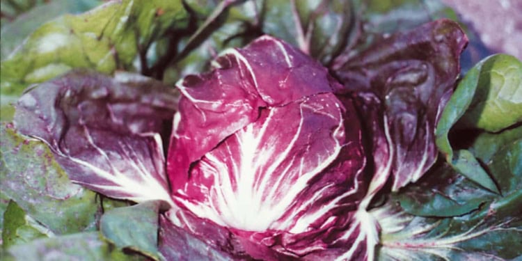 Radicchio di Chioggia: il meteo costa metà del raccolto