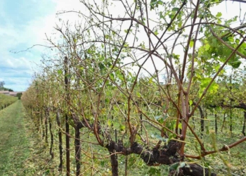 Maltempo agricoltura: danni ai vigneti 