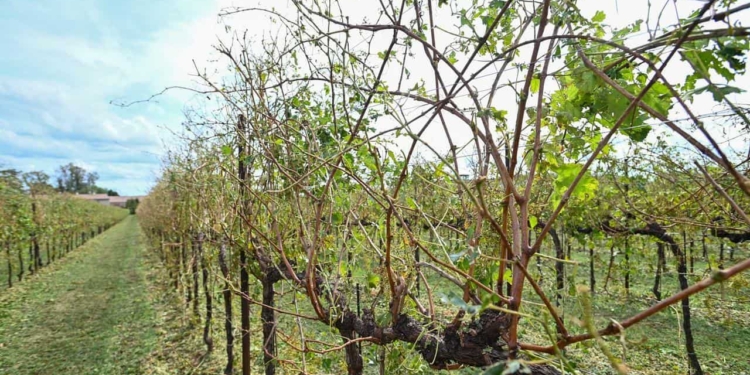 Maltempo agricoltura: danni ai vigneti 