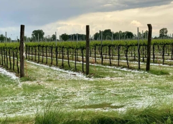 Maltempo agricoltura: danni ai vigneti a Sarego, Lonigo e Val Liona
