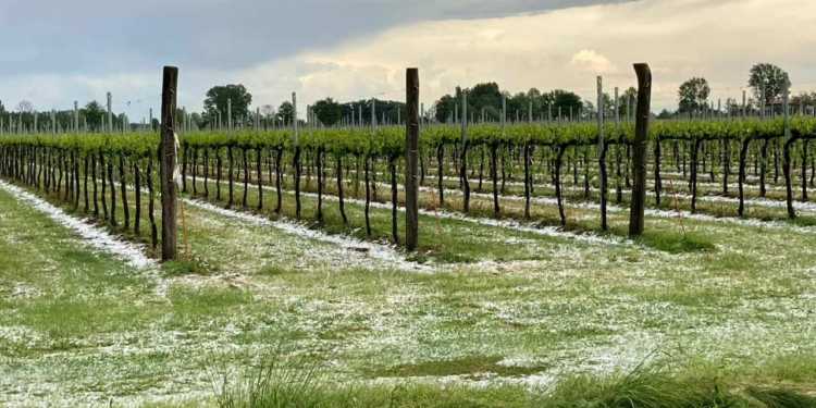 Maltempo agricoltura: danni ai vigneti a Sarego, Lonigo e Val Liona