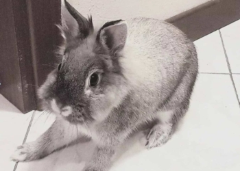 Gli animali, il mio amore per loro e la coniglietta Panciottina