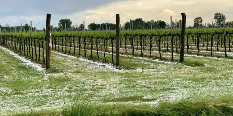 Grandine sui vigneti della Marca: perdita produzione anche del 100%