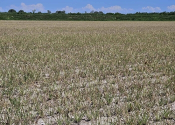 Barbabietole sotto attacco, un bruco rischia di vaporizzare i raccolti